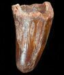 Cretaceous Fossil Crocodile Tooth - Morocco #38299-1